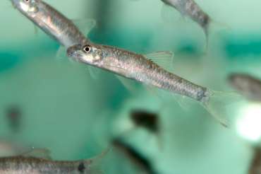 Garra rufa: el pez doctor que limpia la piel