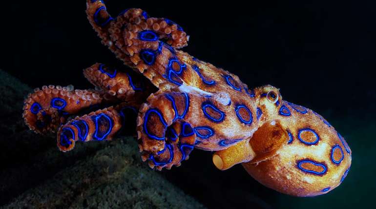 Los 6 animales marinos más peligrosos del mundo