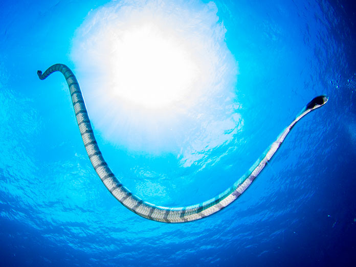 Serpiente de mar