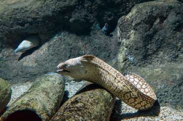 Morenas (Muraena Helena)