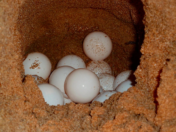 Huevos en la arena de Tortuga Boba
