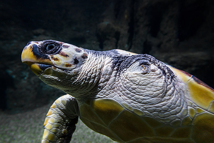 Juan, la tortuga boba en Aquarium Costa de Almería