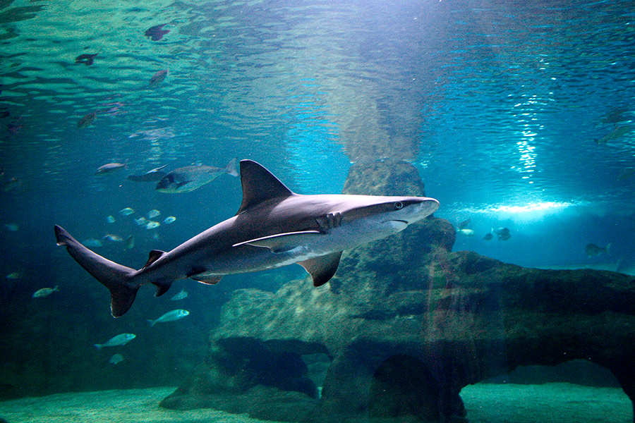 Tiburón Gris (Carcharhinus plumbeus)