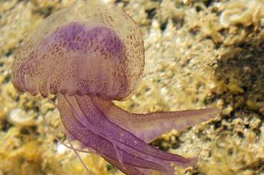 Tipos de medusas en el mar Mediterráneo