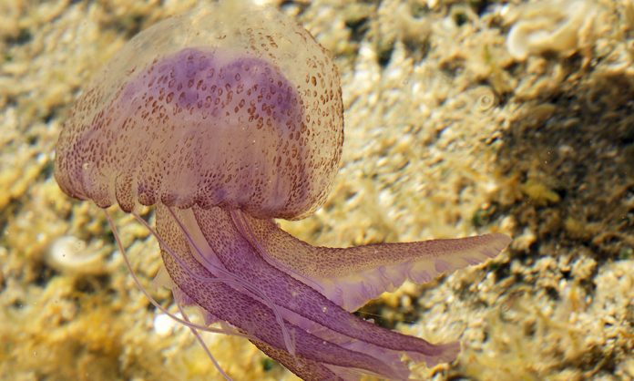 Tipos de medusas en el mar Mediterráneo