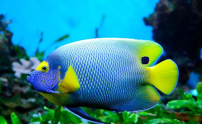 Los peces más bonitos del mundo marino