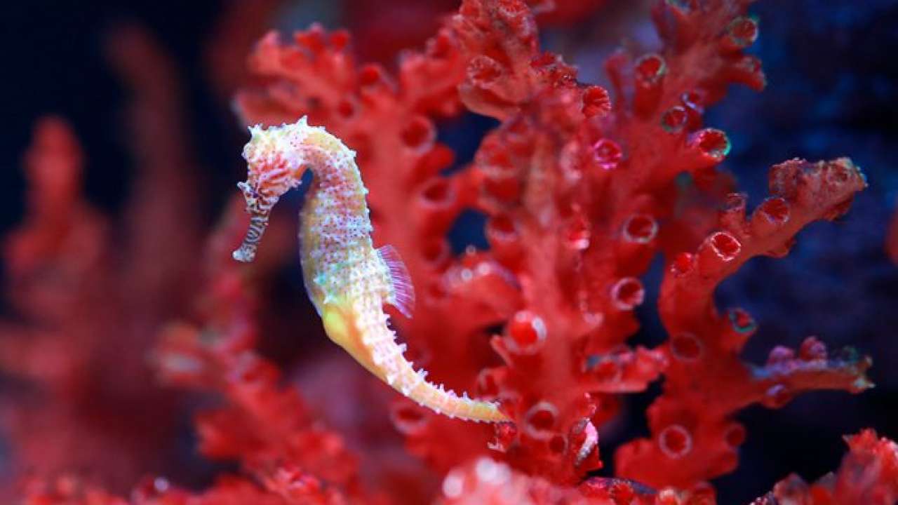 El Caballito de Mar o hipocampos | Aquarium Costa de Almería