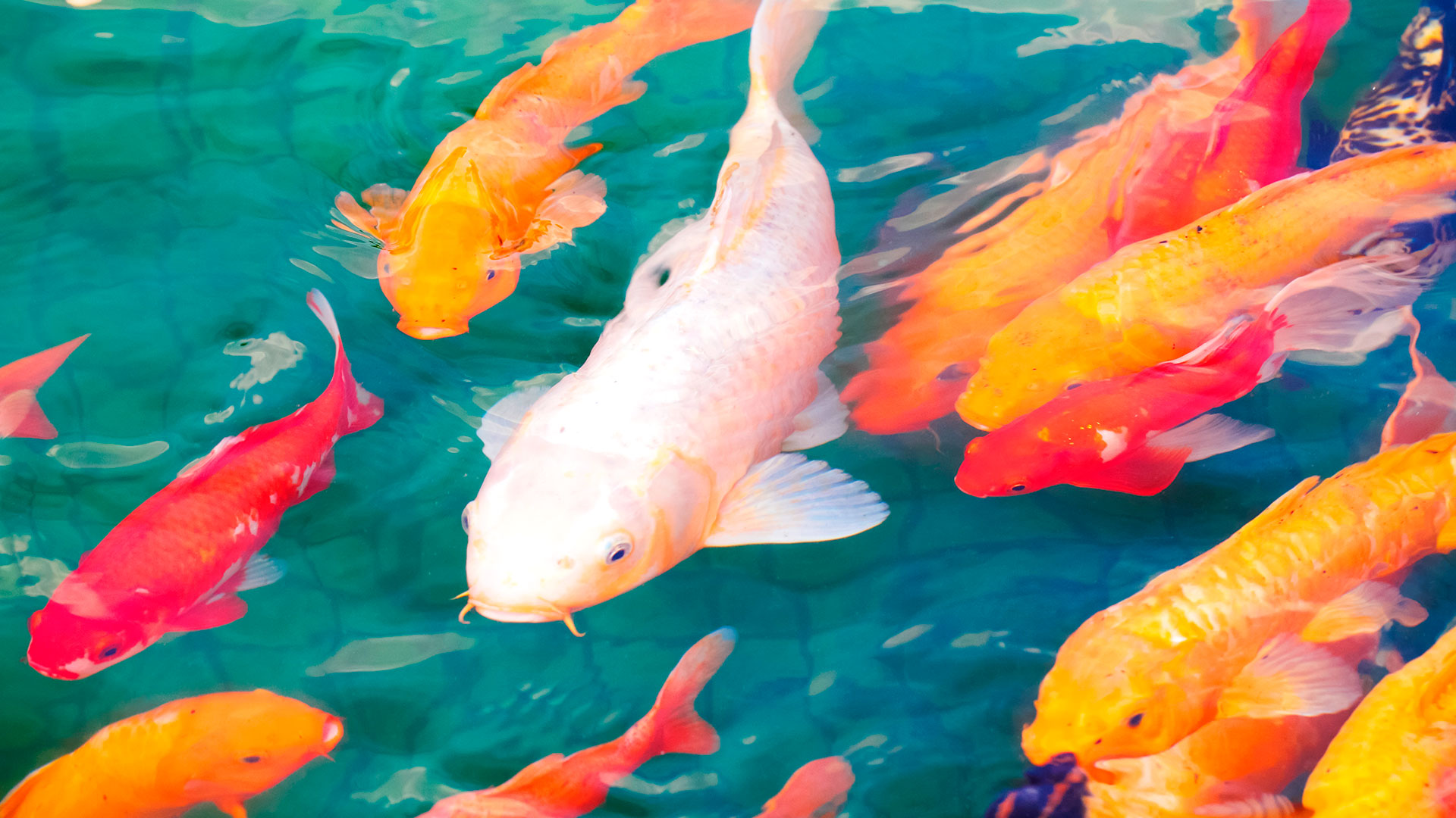 carpas koi
