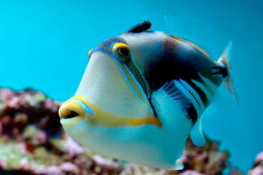 ¿Los peces beben agua?