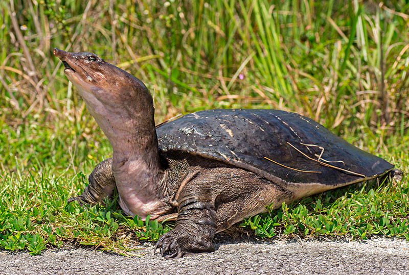 La tortuga de caparazón blando de Florida: Apalone ferox