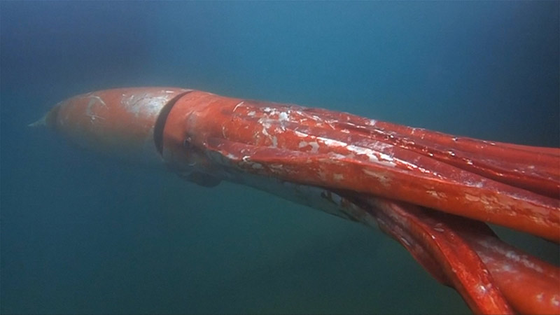 El calamar gigante: uno de los animales marinos más temidos