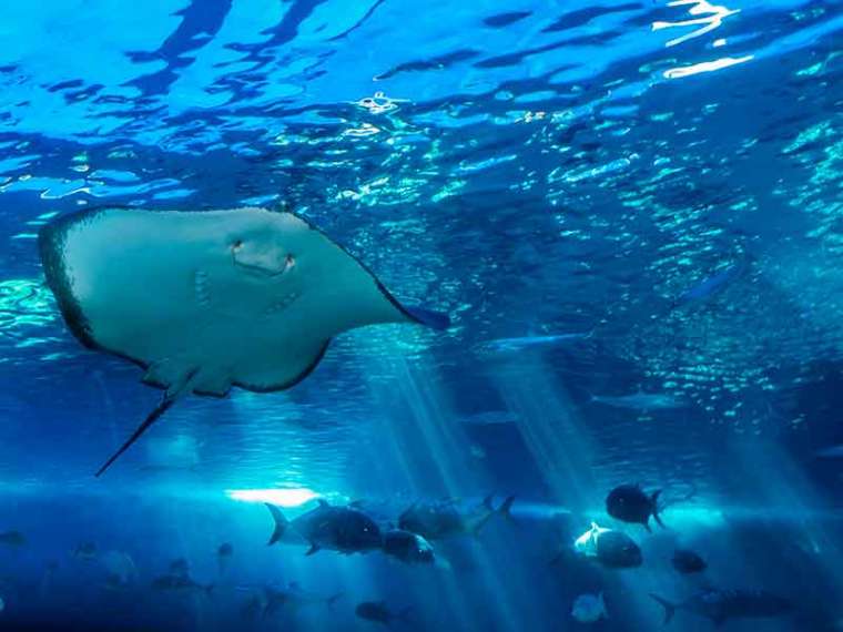 ¿Cómo se reproducen los peces? | Aquarium Costa de Almería