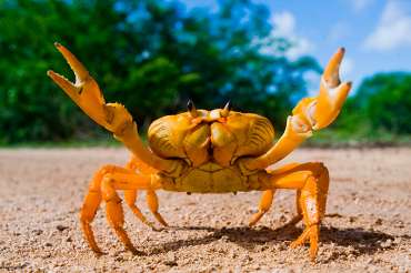 Cangrejos, todo lo que debes saber sobre estos crustáceos 