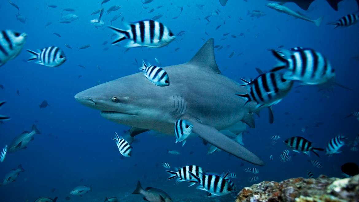 El tiburón toro, la sorprendente especie capaz de remontar ríos y vivir en aguas dulces