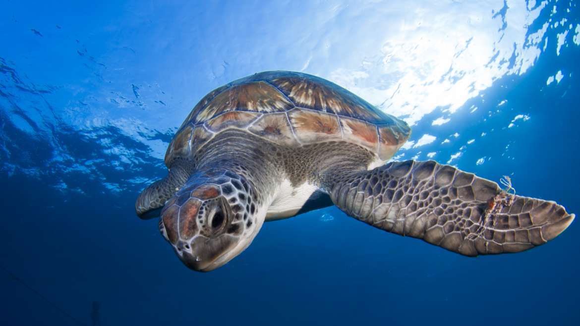 Tortugas, uno de los animales más longevos del planeta