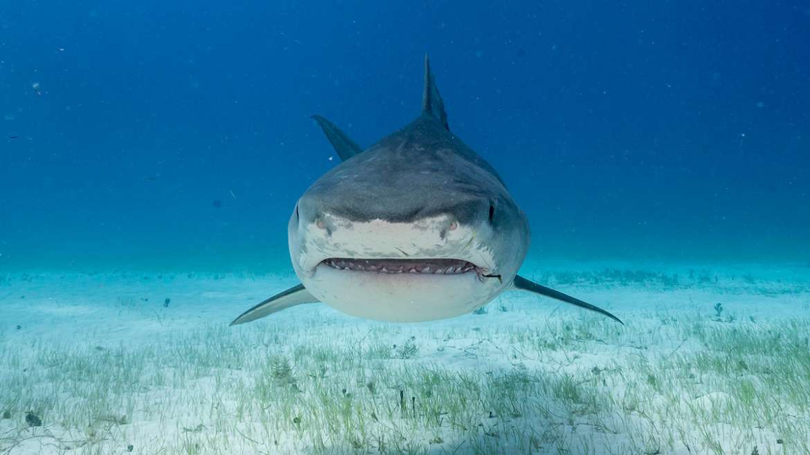 Tiburón tigre, un superdepredador de los océanos