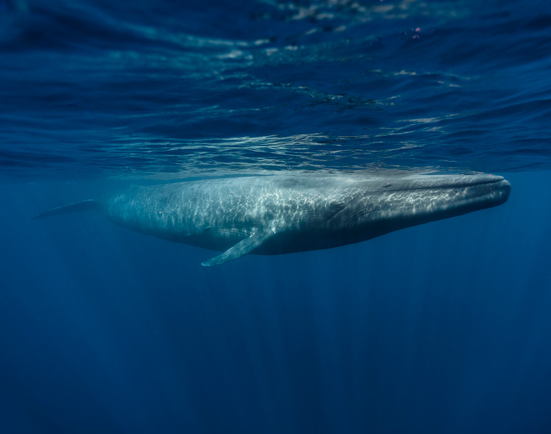 Nuevo conjunto de 10 Animales de Juguete ballenas Toob criaturas marinas estatuillas de mamíferos marinos 