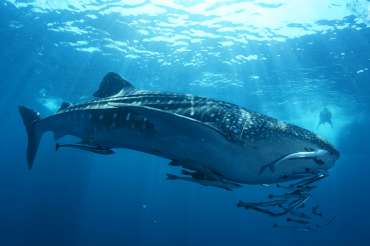 Los 10 animales marinos más grandes del mundo