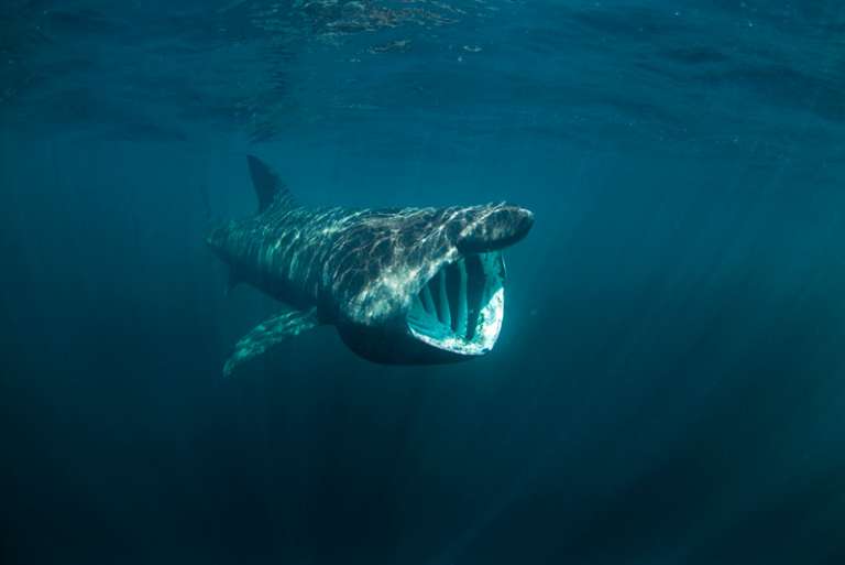 Los 10 animales marinos más grandes del mundo Los 10 animales marinos más grandes del mundo
