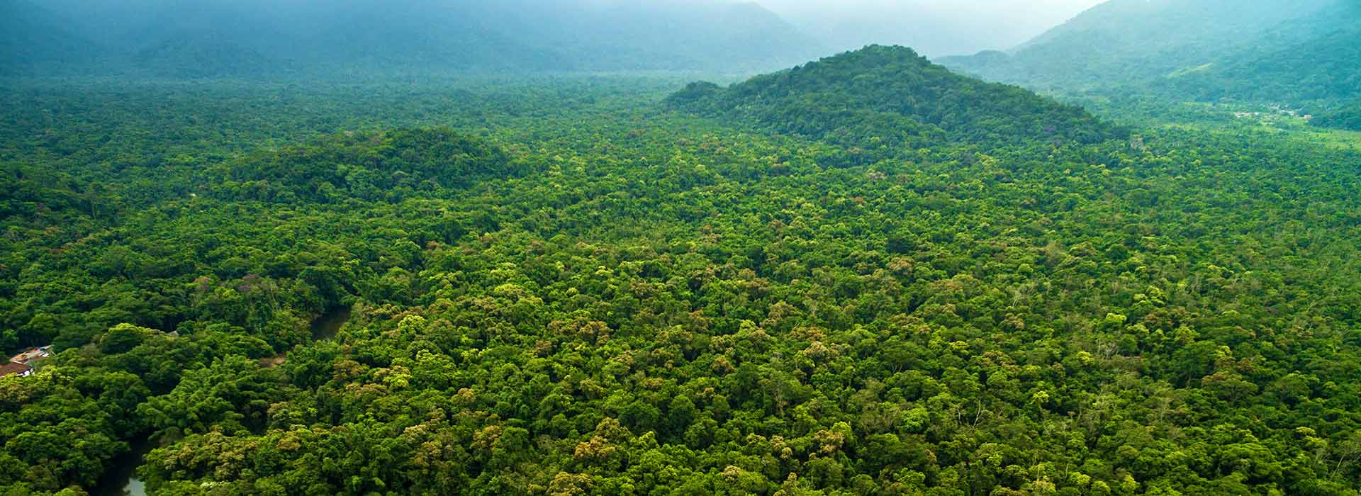 Amazonas Fauna