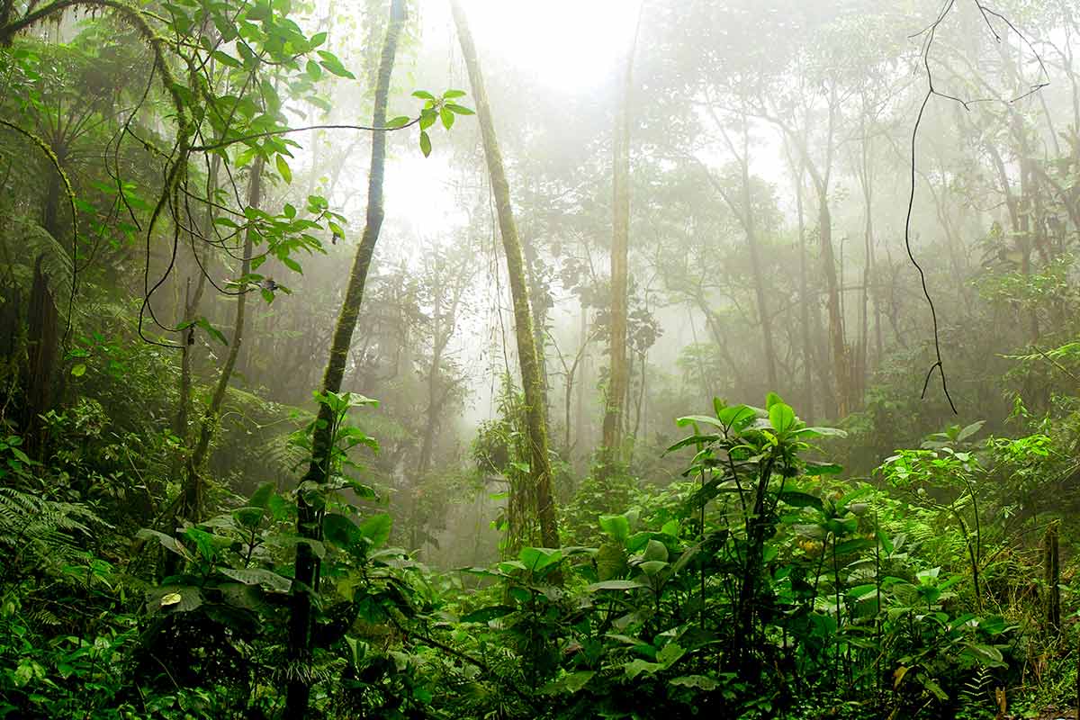 Amazonas Bosque tropical