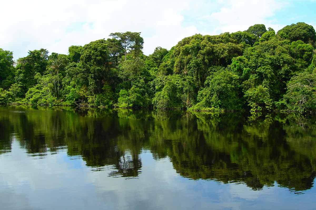 Amazonas bosque Inundable