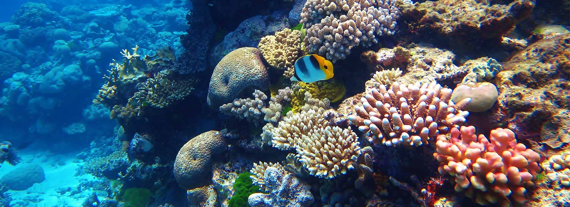 Como son los Arrecifes de coral