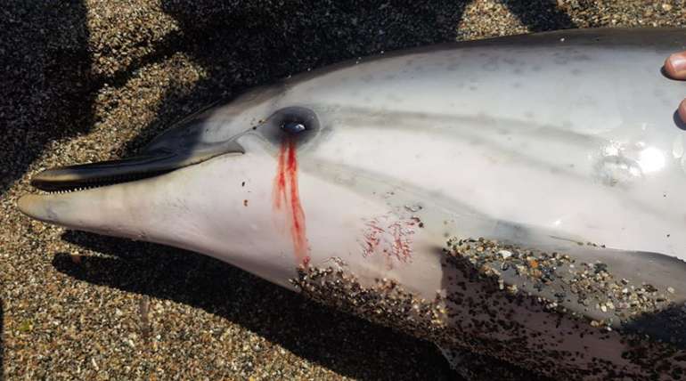 El equipo de Aquarium colabora con Equinac en la necropsia de un delfín varado en Aguadulce