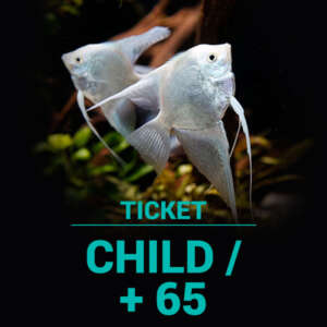 Child/+65 yr ticket