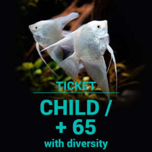 Child/ +65 yr with diversity ticket