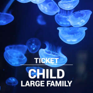 Child ticket for large family