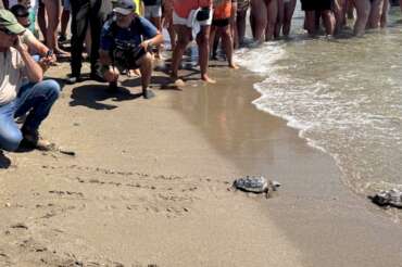 Aquarium Costa de Almería participa en la liberación de 27 tortugas bobas tras un año de seguimiento y cuidados especializados