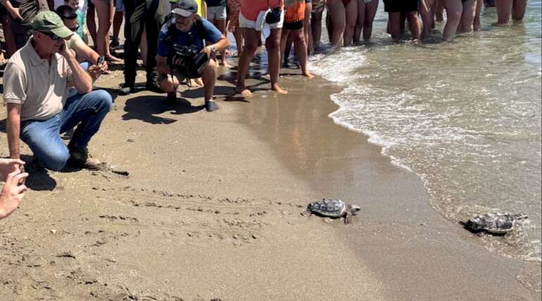 Aquarium Costa de Almería participa en la liberación de 27 tortugas bobas tras un año de seguimiento y cuidados especializados