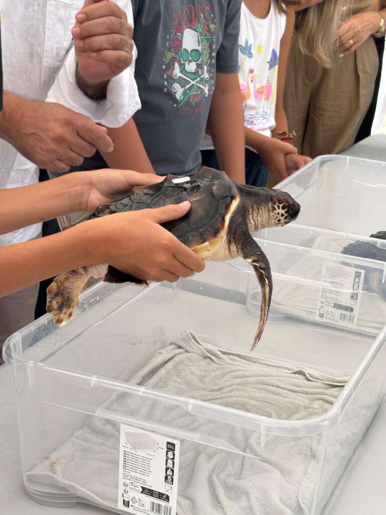 Detalle de tortuga en la suelta de julio 2026 en Playa Serena