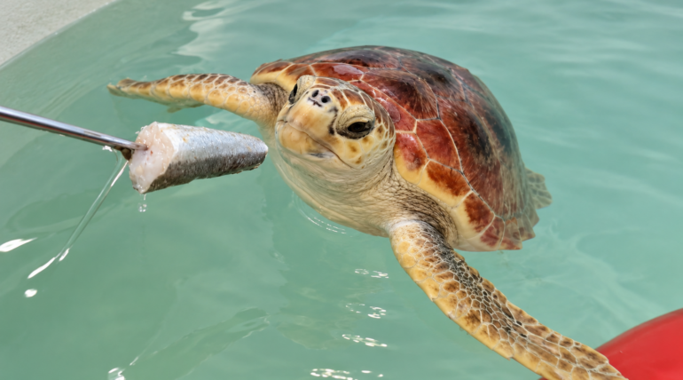 Medina, la tortuga boba rescatada en Las Negras que vuelve al mar